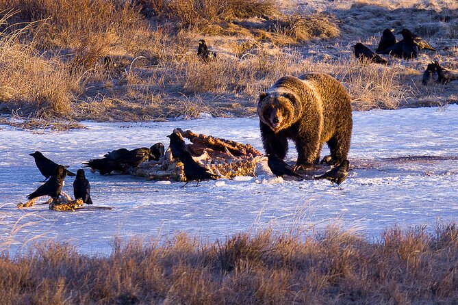 Winter in Yellowstone Photography Tour - Inclusions