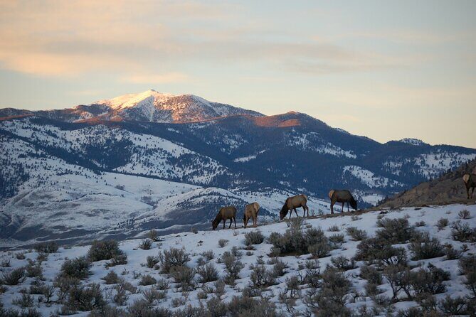 Winter in Yellowstone Wildlife Tour - Key Points