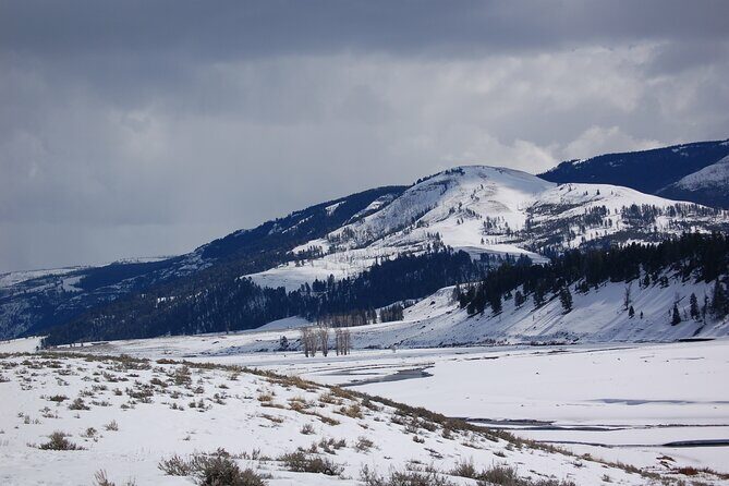 Winter in Yellowstone Wildlife Tour - An In-Depth Look at the Yellowstone Winter Wildlife Tour