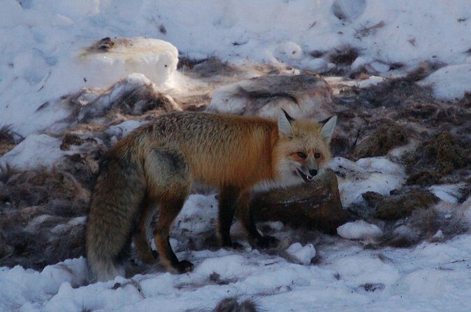Winter in Yellowstone Wildlife Tour - FAQ