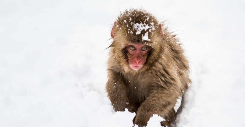 Winter Only From Nozawa Onsen: Snow Monkeys, Zenko-ji & Sake - Key Points