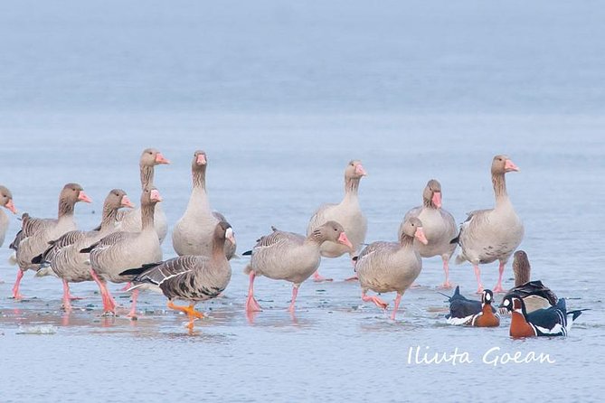 Winter Tour in Dobruja - Searching for Red-Breasted Geese - Private Program - Key Points