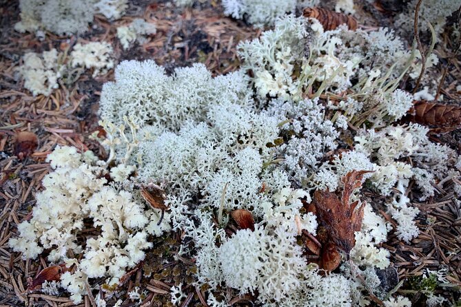 Winter Valley and Forest Hike - Preparing for the Winter Hike
