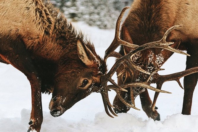 Winter Wildlife Discovery Tour - Accessibility and Accommodations