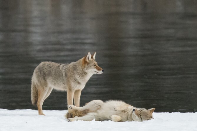 Winter Wildlife Discovery Tour - Reviews and Ratings