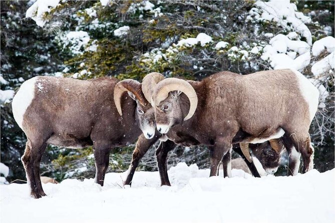 Winter Wildlife Discovery Tour - Pickup and Drop-off Options