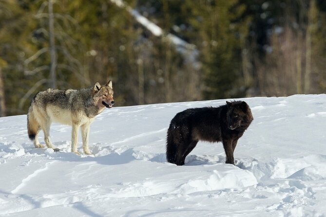Winter Wildlife Safari in Yellowstone National Park - Wildlife Sightings and Photography Opportunities