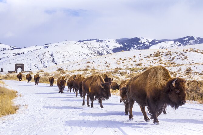 Winter Wildlife Safari in Yellowstone National Park - Tips for an Unforgettable Adventure