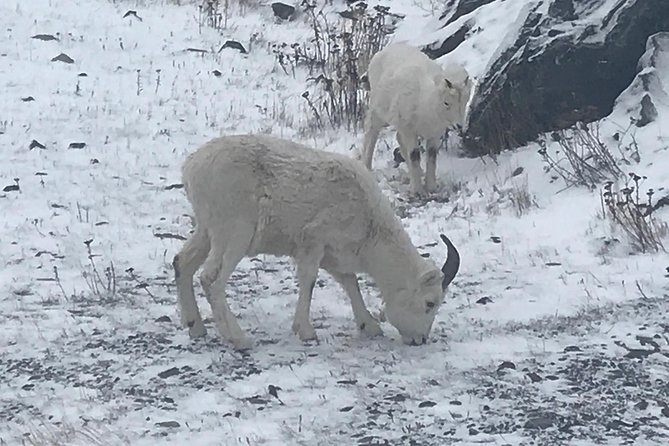 Winter - Wildlife & Turnagain Arm Tour - Tour Fitness Requirements
