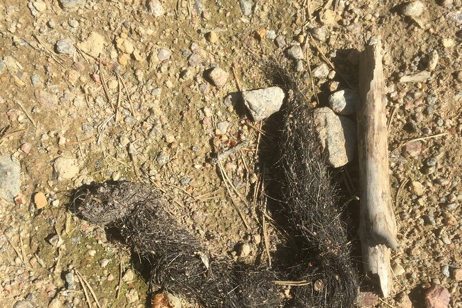 Wolf and Wildlife Tracking in Sweden - Wildlife Spotting Highlights