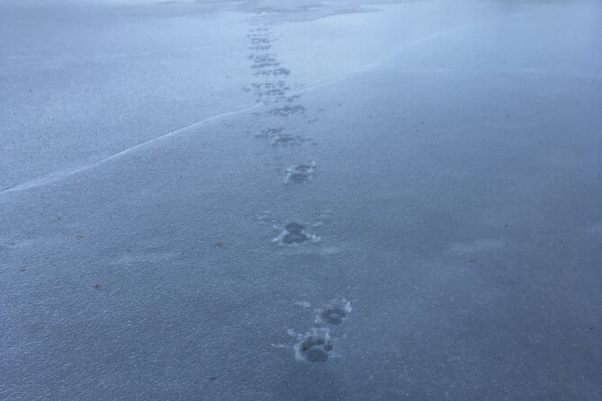 Wolf and Wildlife Tracking in Sweden - Immersive Tracking Experience