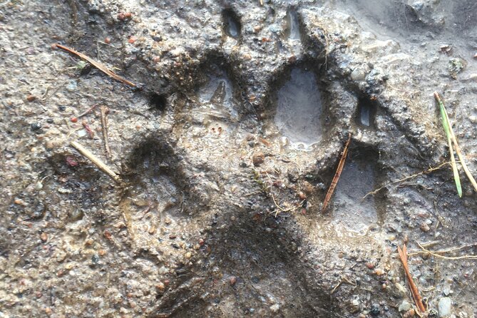 Wolf and Wildlife Tracking in Sweden - Dining in the Outdoors