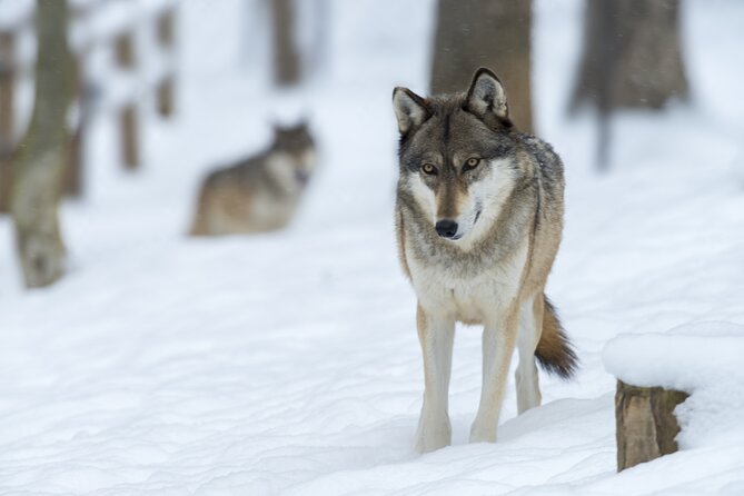 Wolf and Wildlife Tracking in Sweden - Gear and Equipment