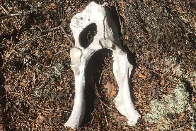 Wolf and Wildlife Tracking in Sweden - Booking and Logistics