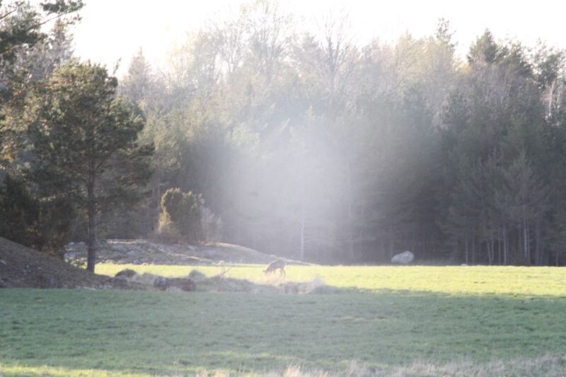 Wolf and Wildlife Tracking in Sweden - Inclusions