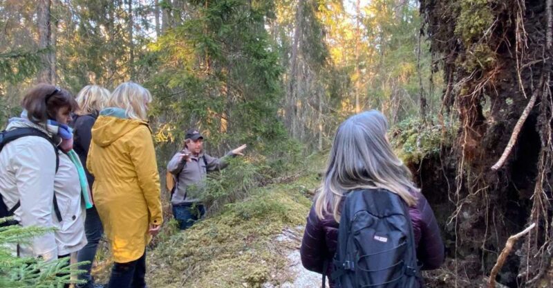Wolf and Wildlife Tracking in Sweden - Important Information