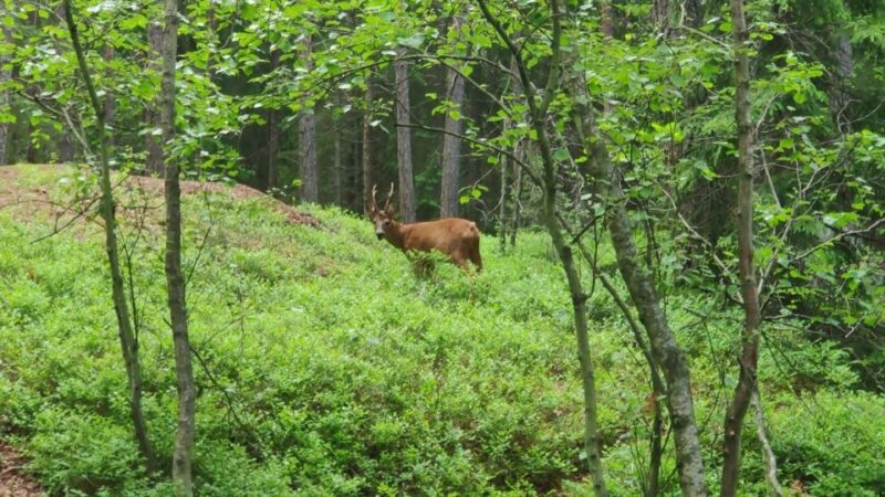 Wolf and Wildlife Tracking in Sweden - Meeting Point and Directions