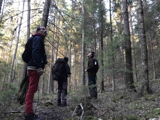 Wolf and Wildlife Tracking in Sweden - Booking and Availability