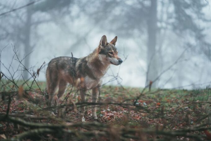Wolf and Wildlife Tracking in Sweden - Frequently Asked Questions