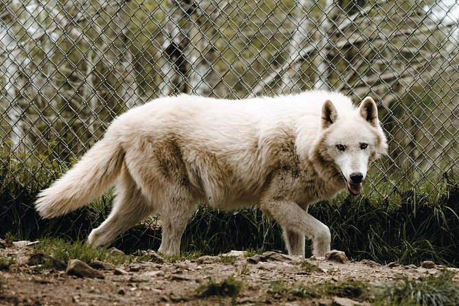 Wolf Experience - Educational Tour on Wolves