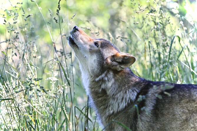 Wolf Experience - Bottled Water and Private Experience