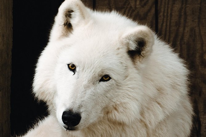 Wolf Experience - Meeting Point and Tour Time