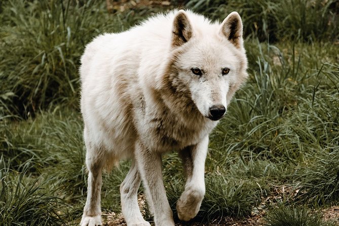 Wolf Experience - Accessibility and Attire Requirements