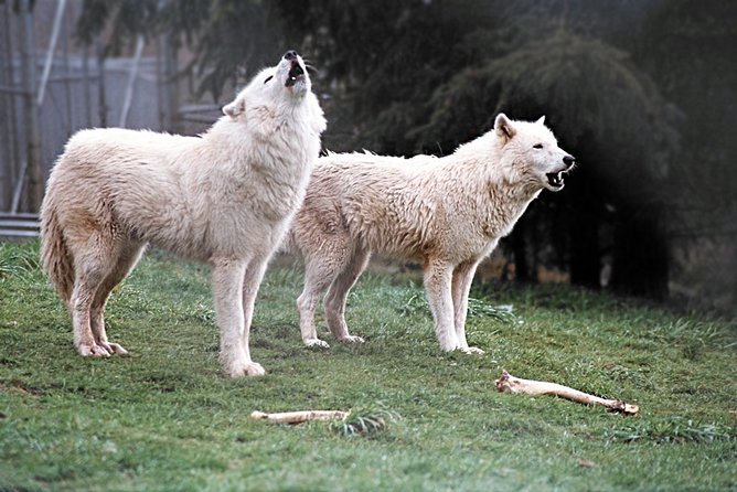 Wolf Experience - Cancellation and Refund Policy