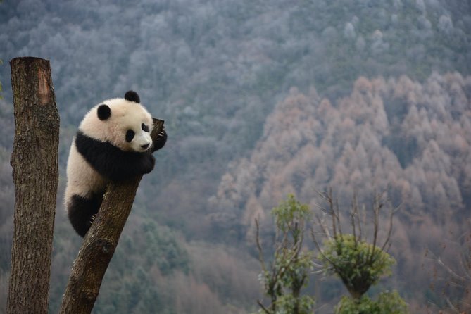 Wolong Panda Base Private Day Tour Optional Volunteering - Volunteering Details