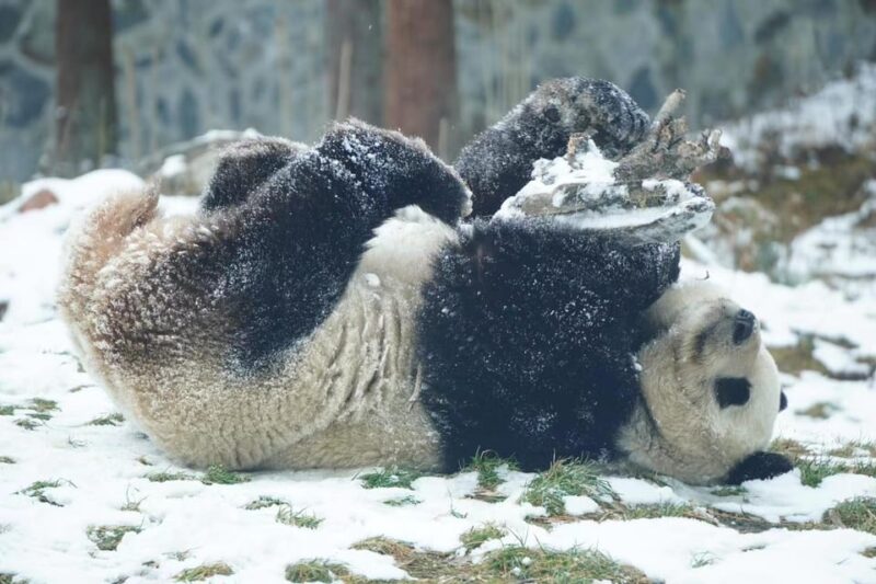 Wolong:Volunteer Work in Panda Park - Itinerary and Activities