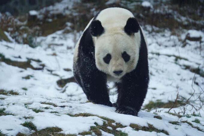 Wolong:Volunteer Work in Panda Park - Exploring the Panda Park