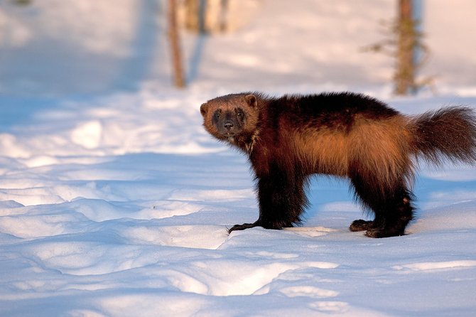 Wolverine Photography in Summer - Probability of Wolverine Sightings