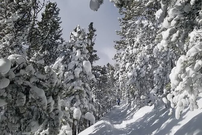 Womens Snowshoeing Tour Mills Lake Rocky Mountain National Park - Snowshoeing Through the Forest