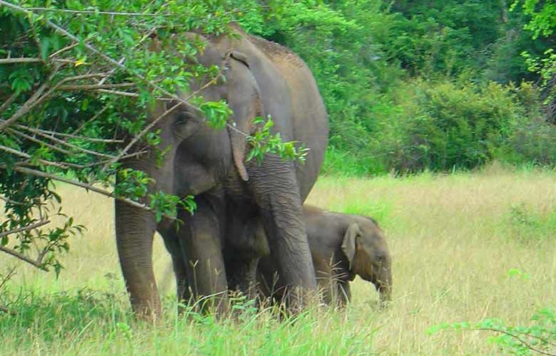 Wonder of Sri Lanka South Coast Yala, Udawalawe, Galle - Itinerary and Activities