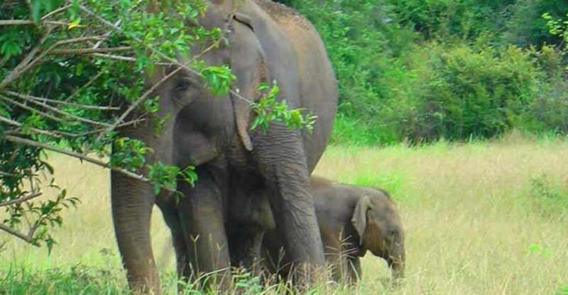 Wonder of Sri Lanka South Coast Yala, Udawalawe, Galle - Wildlife Encounters