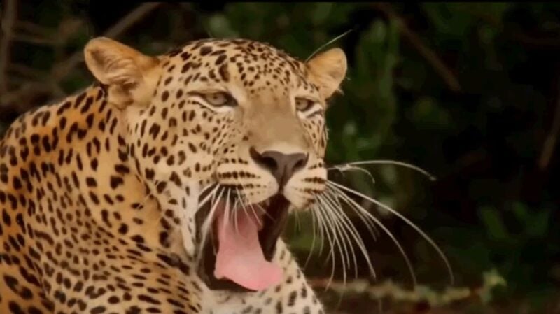 Wonder of Sri Lanka South Coast Yala, Udawalawe, Galle - Inclusions and Exclusions