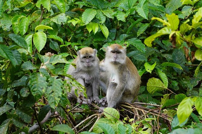 Wonderful 2Days 1Night Bukit Lawang Jungle Trekking Free Rafting - Trekking and Rafting Activities