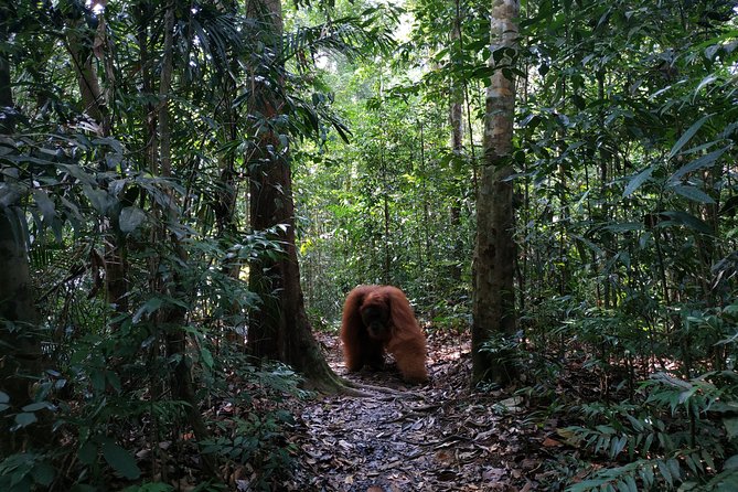 Wonderful 7 Days North Sumatra Tour (Include: 2 Days 1 Night Jungle Trekking) - Expert Guides