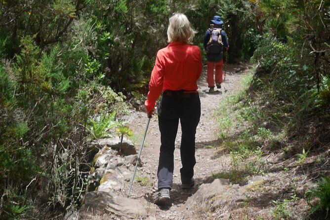 Wonderful Hike Through the Magic Forest of Tenerife - Tour Features and Benefits