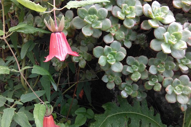 Wonderful Hike Through the Magic Forest of Tenerife - Included Services