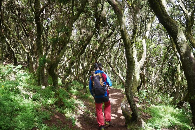 Wonderful Hike Through the Magic Forest of Tenerife - Hiking Experience