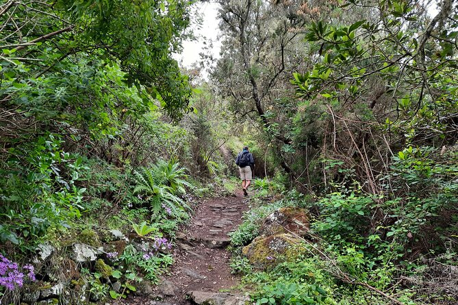 Wonderful Hike Through the Magic Forest of Tenerife - Positive Customer Feedback