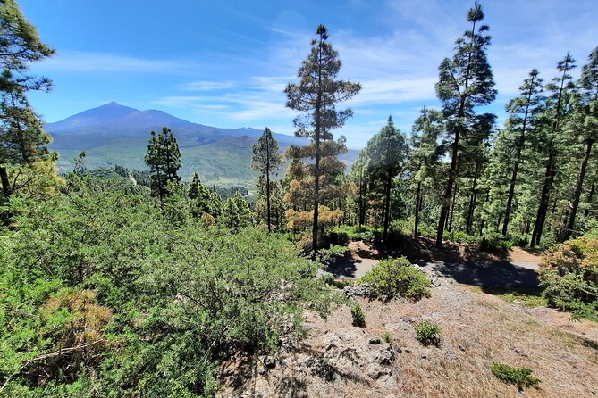 Wonderful Hike Through the Magic Forest of Tenerife - Exploring the Magic Forest