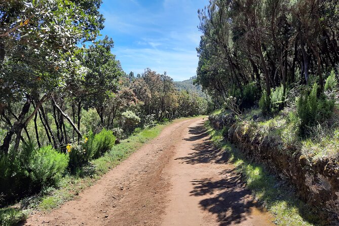 Wonderful Hike Through the Magic Forest of Tenerife - Planning Your Visit
