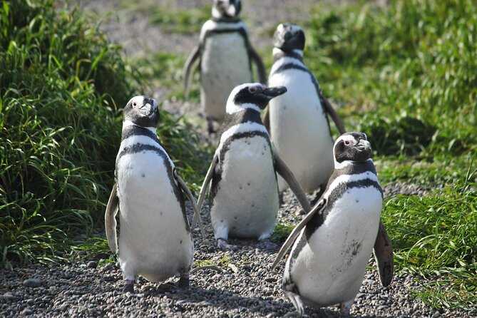 Wonderful Punta Tombo Penguin Rookery Tour for Cruise Passengers - Key Points