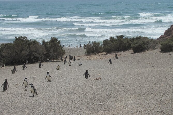 Wonderful Punta Tombo Penguin Rookery Tour for Cruise Passengers - Diverse Coastal Wildlife Sightings