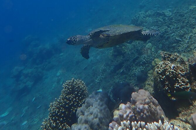 Wonderful Snorkeling Trip From Manila! Updated *** - Transportation and Pickup