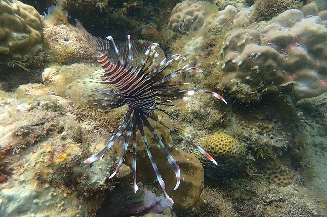 Wonderful Snorkeling Trip From Manila! Updated *** - Accessibility and Inclusivity