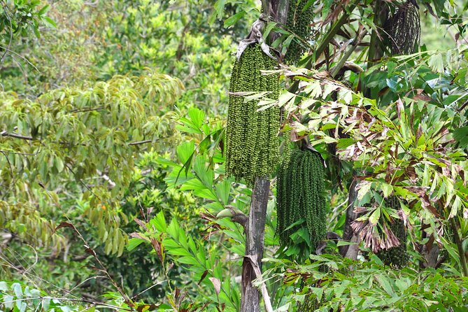 Wonders of Nui Chua National Park - Day Trek in Vinh Hy Bay - Preparing for the Unforgettable Adventure