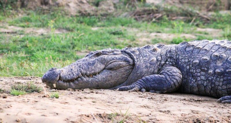 Wonders of Wildlife: 4-Day Chitwan National Park Tour - Key Points
